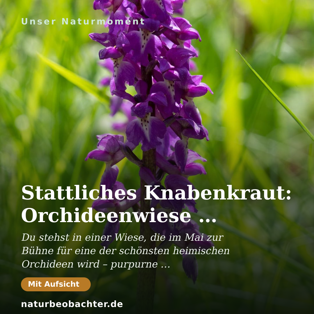 Druck-Vorschau: Stattliches Knabenkraut: Orchideenwiese im Frühling