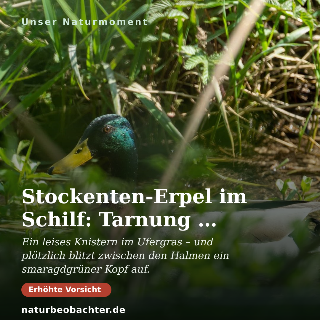 Druck-Vorschau: Stockenten-Erpel im Schilf: Tarnung am Bachufer im Bratental