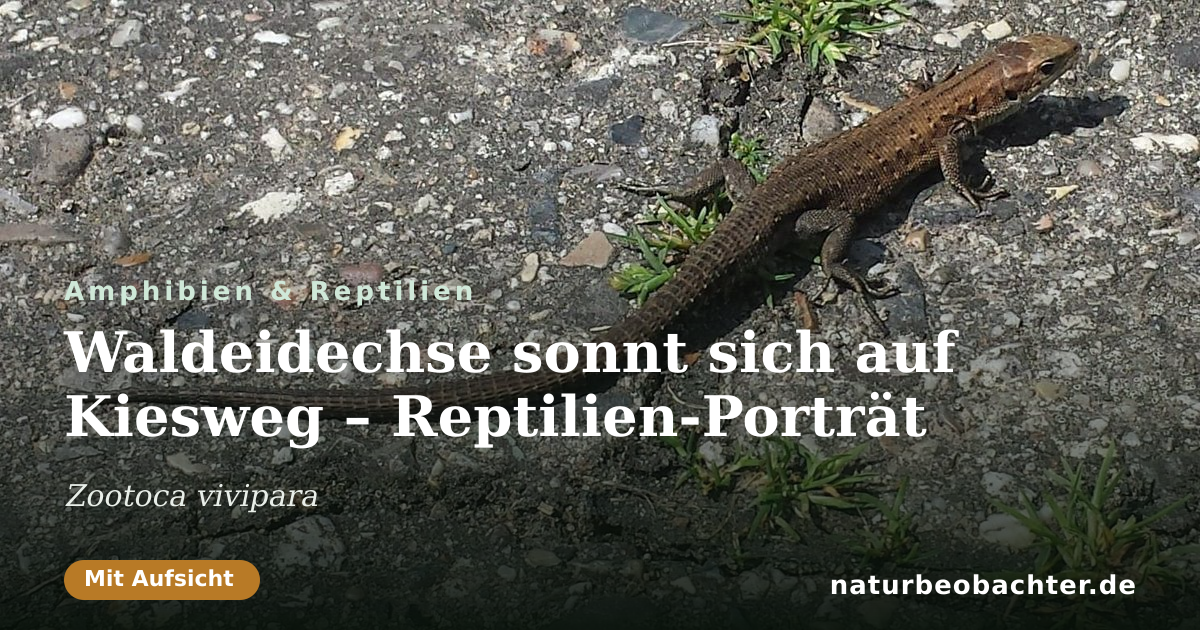 Vorschau der Teilen-Karte: Waldeidechse sonnt sich auf Kiesweg – Reptilien-Porträt