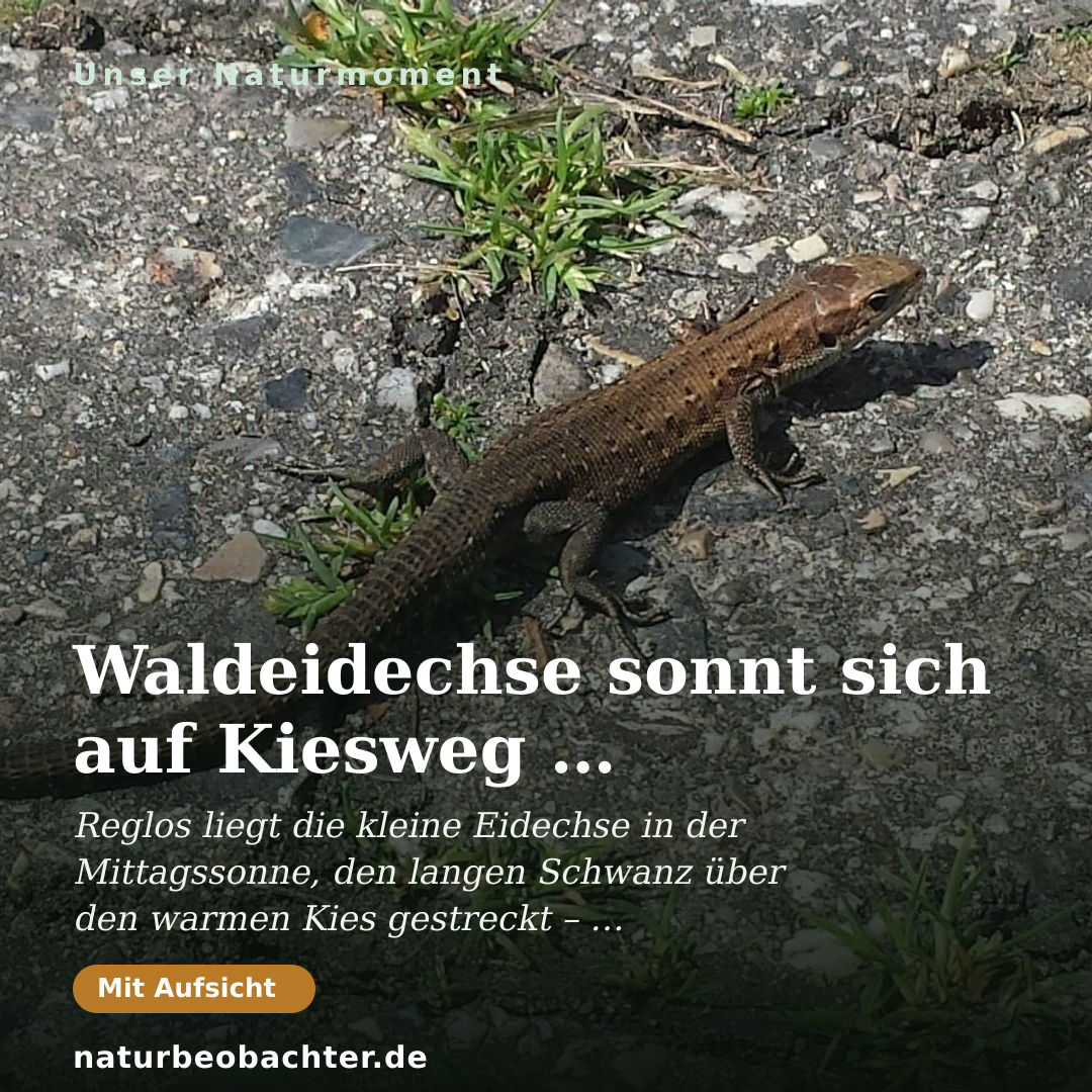 Druck-Vorschau: Waldeidechse sonnt sich auf Kiesweg – Reptilien-Porträt