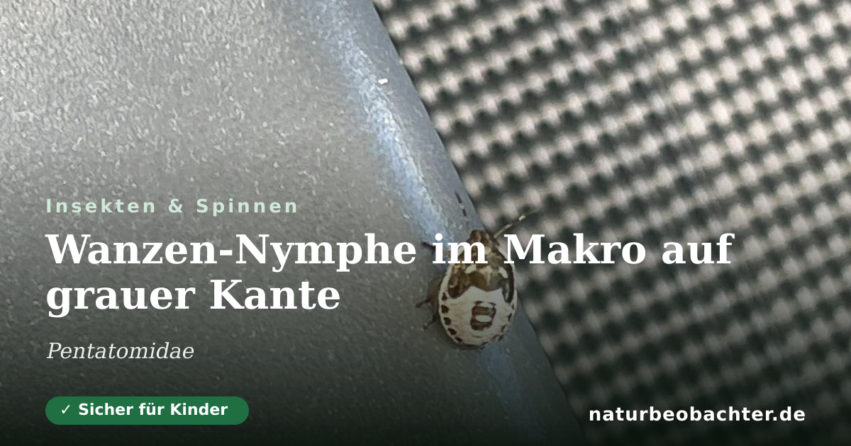 Vorschau der Teilen-Karte: Wanzen-Nymphe im Makro auf grauer Kante