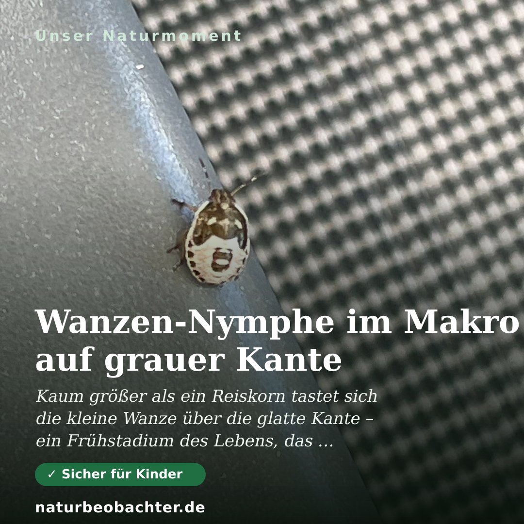 Druck-Vorschau: Wanzen-Nymphe im Makro auf grauer Kante