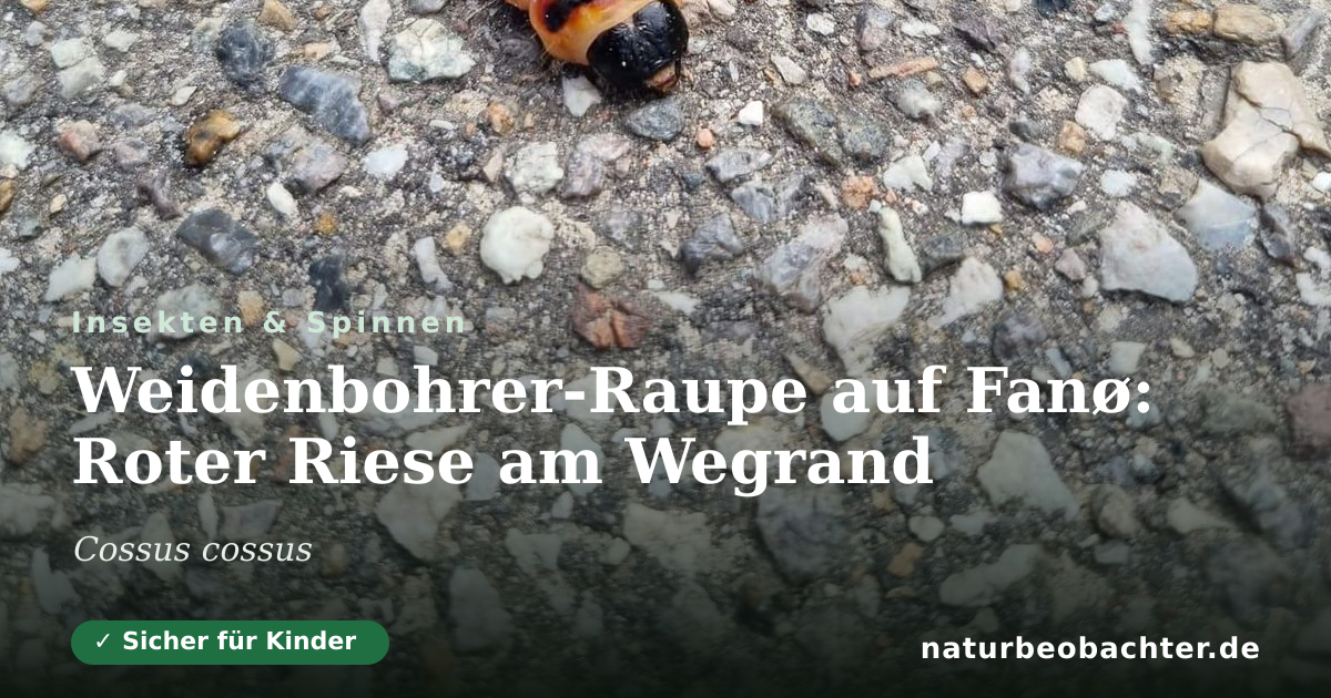 Vorschau der Teilen-Karte: Weidenbohrer-Raupe auf Fanø: Roter Riese am Wegrand