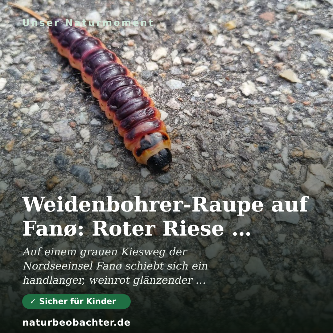 Druck-Vorschau: Weidenbohrer-Raupe auf Fanø: Roter Riese am Wegrand