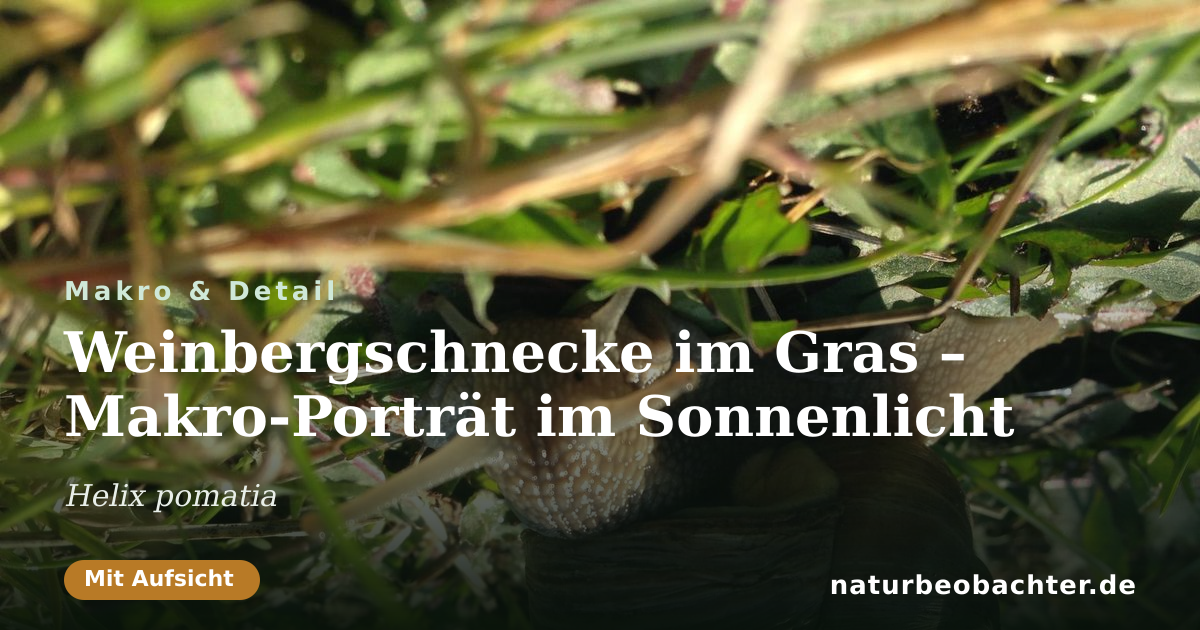 Vorschau der Teilen-Karte: Weinbergschnecke im Gras – Makro-Porträt im Sonnenlicht