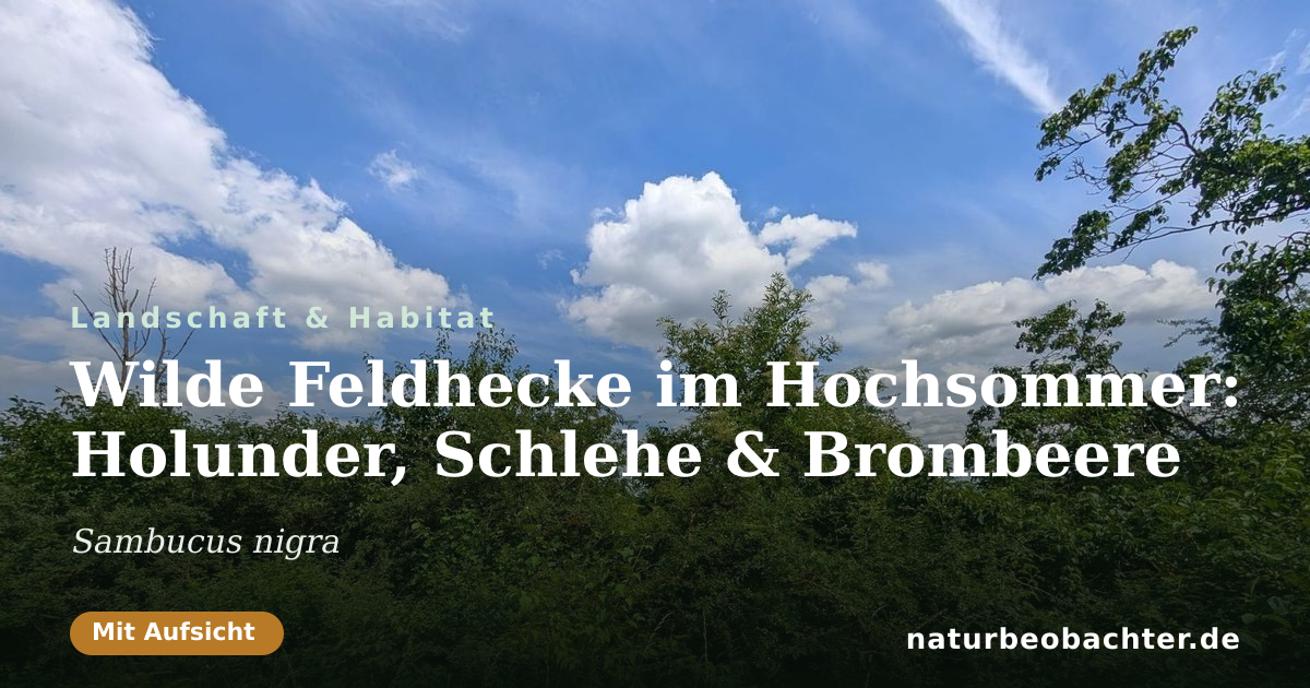 Vorschau der Teilen-Karte: Wilde Feldhecke im Hochsommer: Holunder, Schlehe & Brombeere