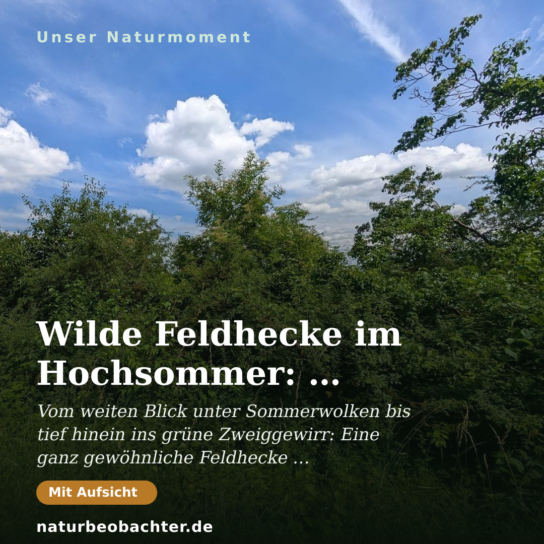 Druck-Vorschau: Wilde Feldhecke im Hochsommer: Holunder, Schlehe & Brombeere
