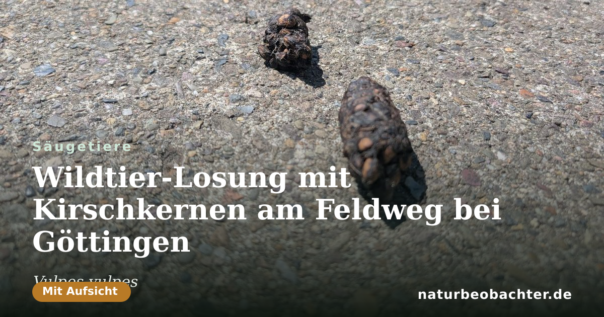 Vorschau der Teilen-Karte: Wildtier-Losung mit Kirschkernen am Feldweg bei Göttingen