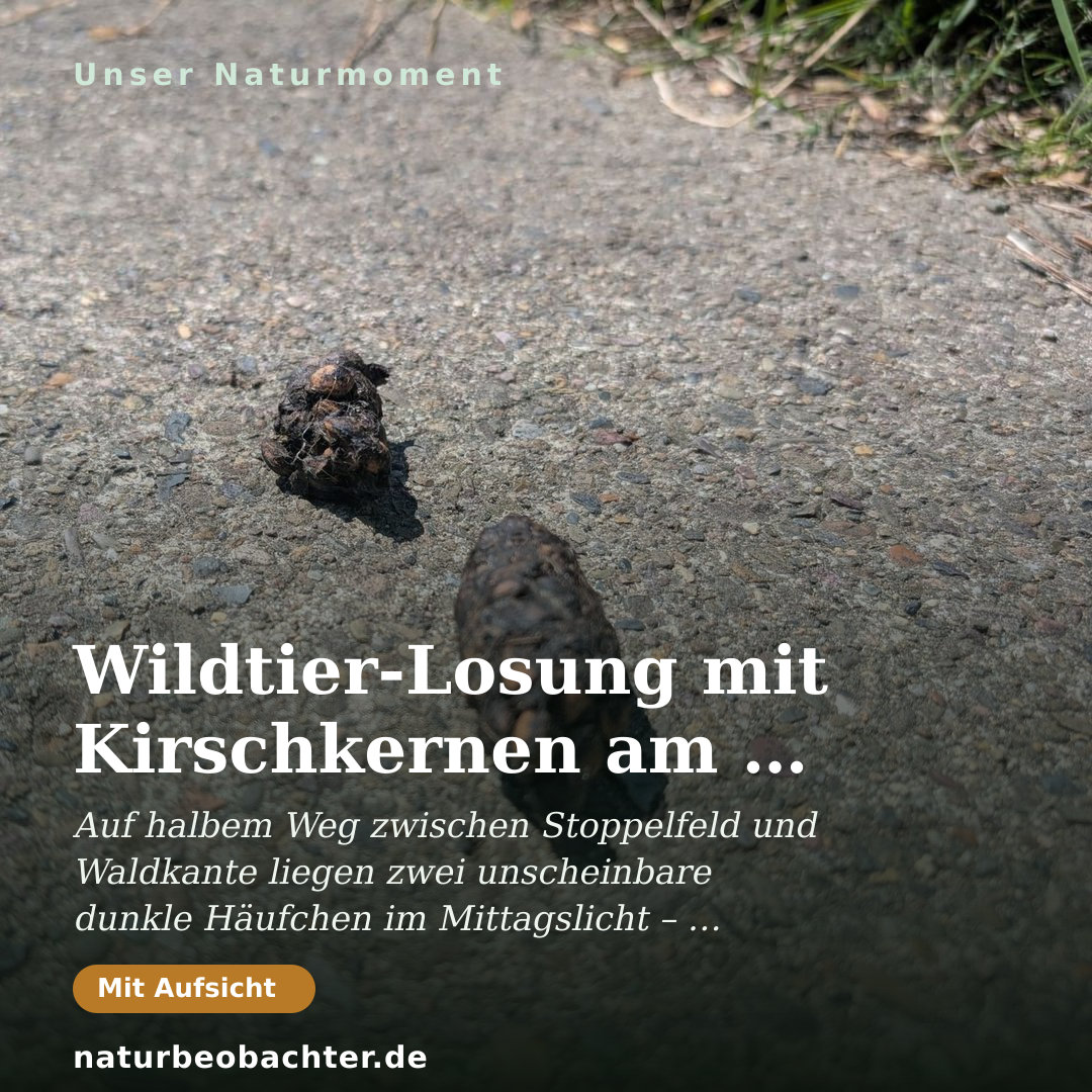 Druck-Vorschau: Wildtier-Losung mit Kirschkernen am Feldweg bei Göttingen