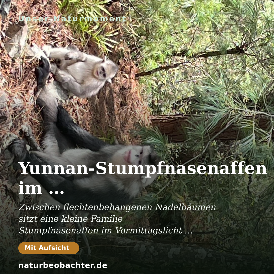 Druck-Vorschau: Yunnan-Stumpfnasenaffen im Bergnadelwald Nordwest-Yunnans