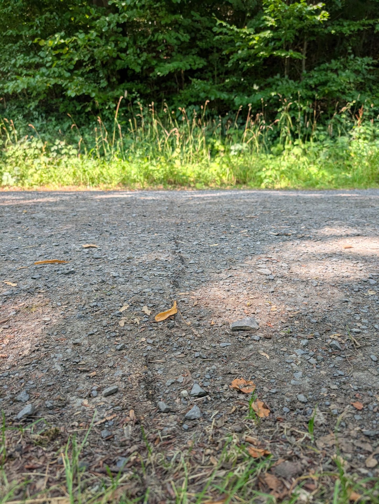 Schwarze Wegameise auf Verdichtete Schotterfläche des Wegs