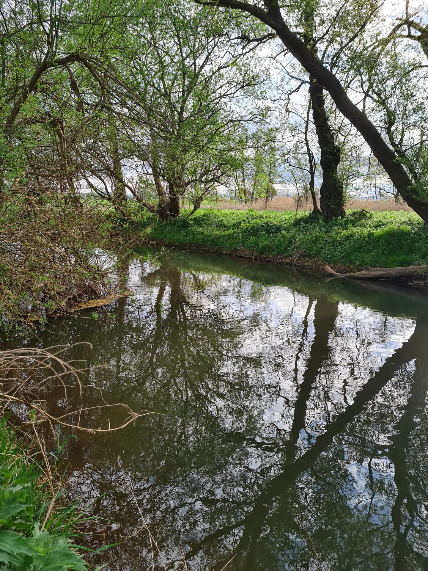 Bachforelle auf Totholzstamm an der Wasserlinie am Gegenufer