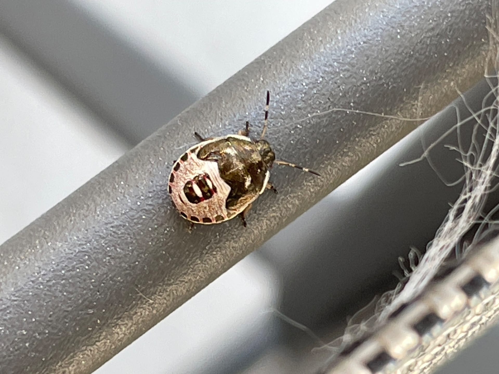 Junge Baumwanzen-Nymphe mit hellem, dunkel geflecktem Rand auf grauem Metallrohr, Nahaufnahme.