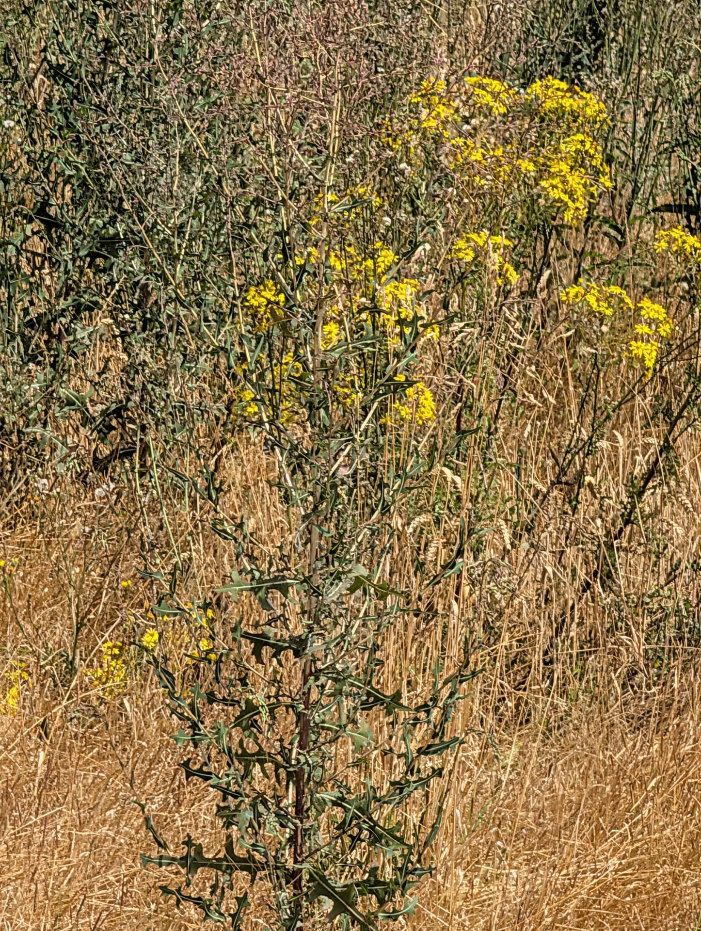 Stachel-Lattich (Kompass-Lattich) auf Vertrocknete Grasnarbe / Bodenstreu
