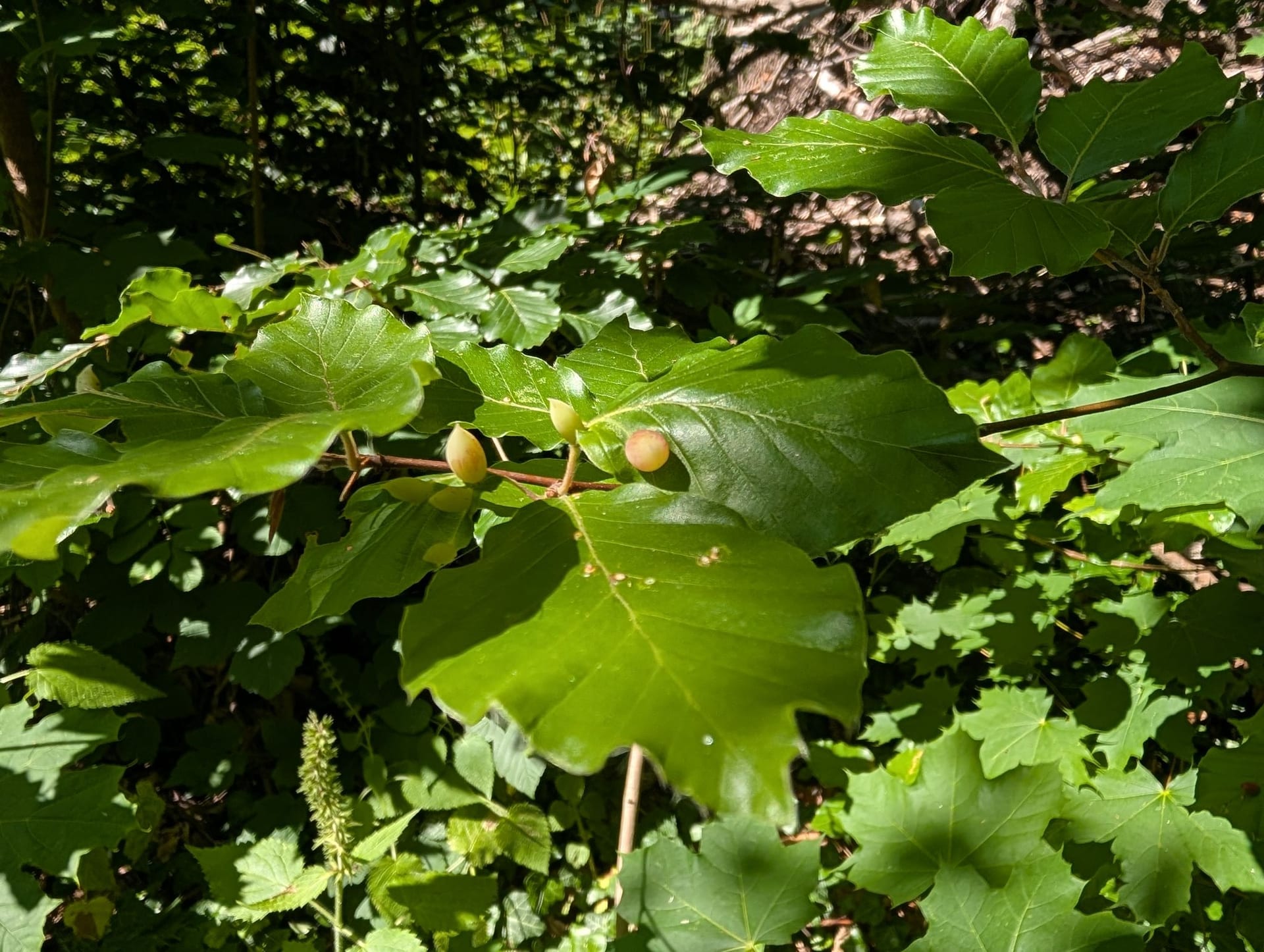 Rotbuche auf Krautschicht des Waldbodens