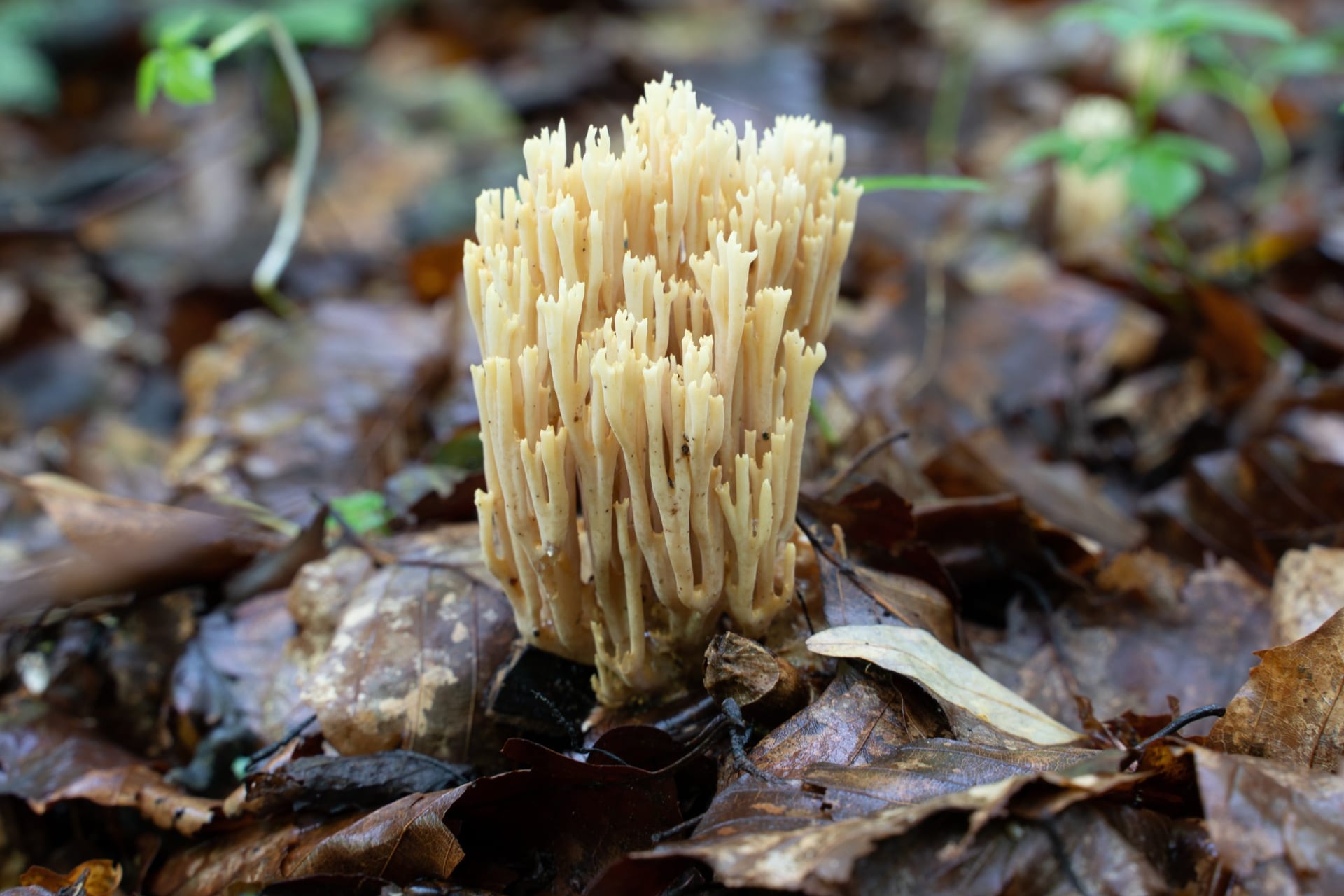 Cremeweißer, stark verzweigter Korallenpilz (Ramaria) auf feuchtem Buchenlaub im Wald.