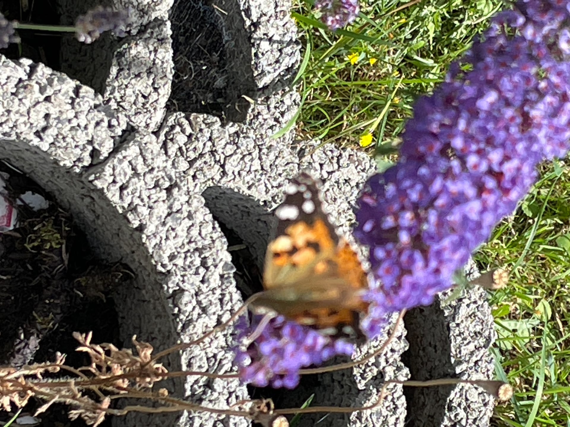 Distelfalter auf Blühende Sommerflieder-Rispe