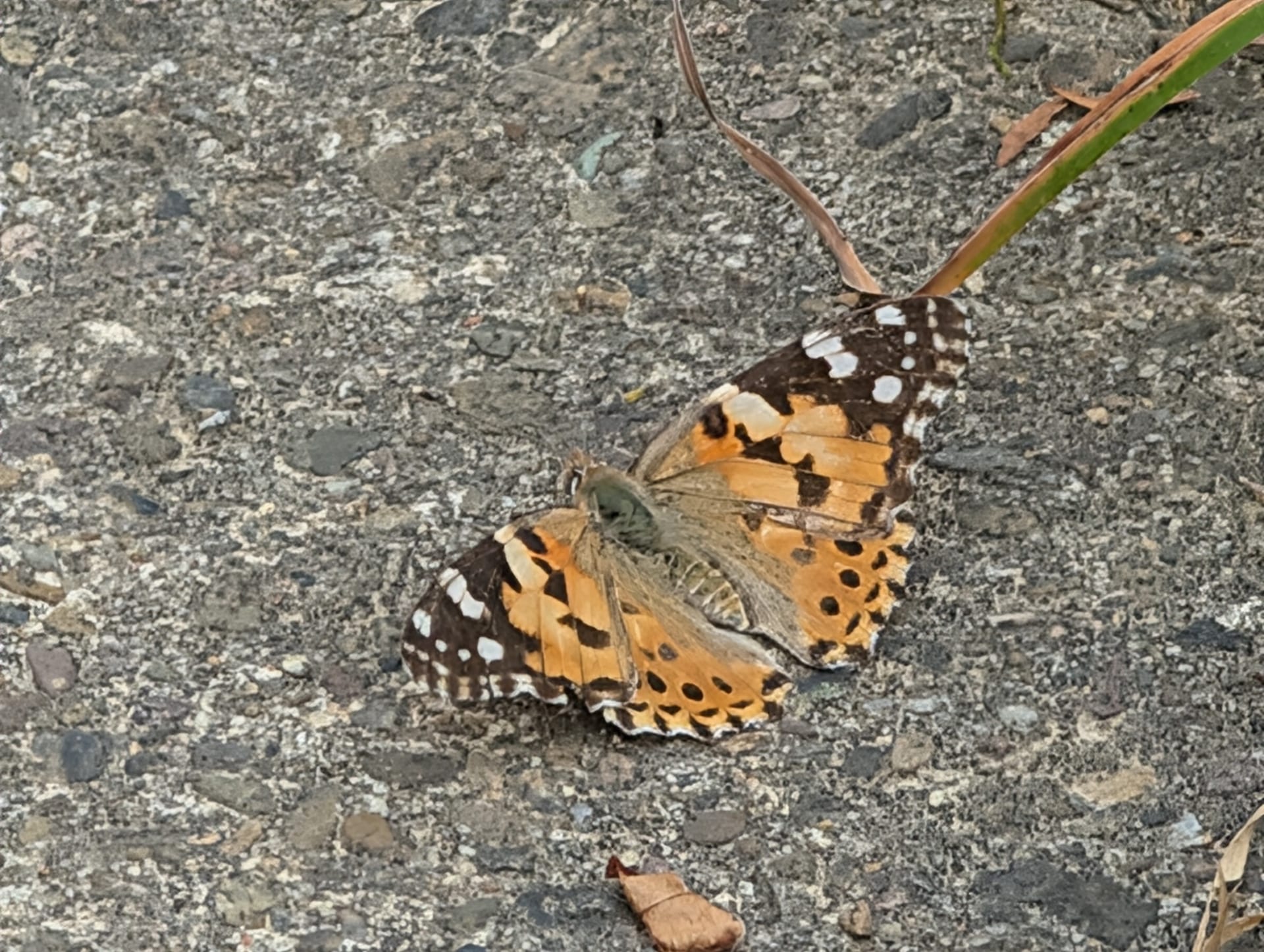 Distelfalter mit orange-schwarz-weiß gemusterten, leicht abgeflogenen Flügeln sitzt auf einem grauen Schotterweg.