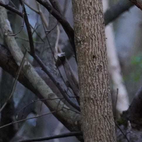 Eurasisches Eichhörnchen auf Bemooster Stammfuß und Falllaub