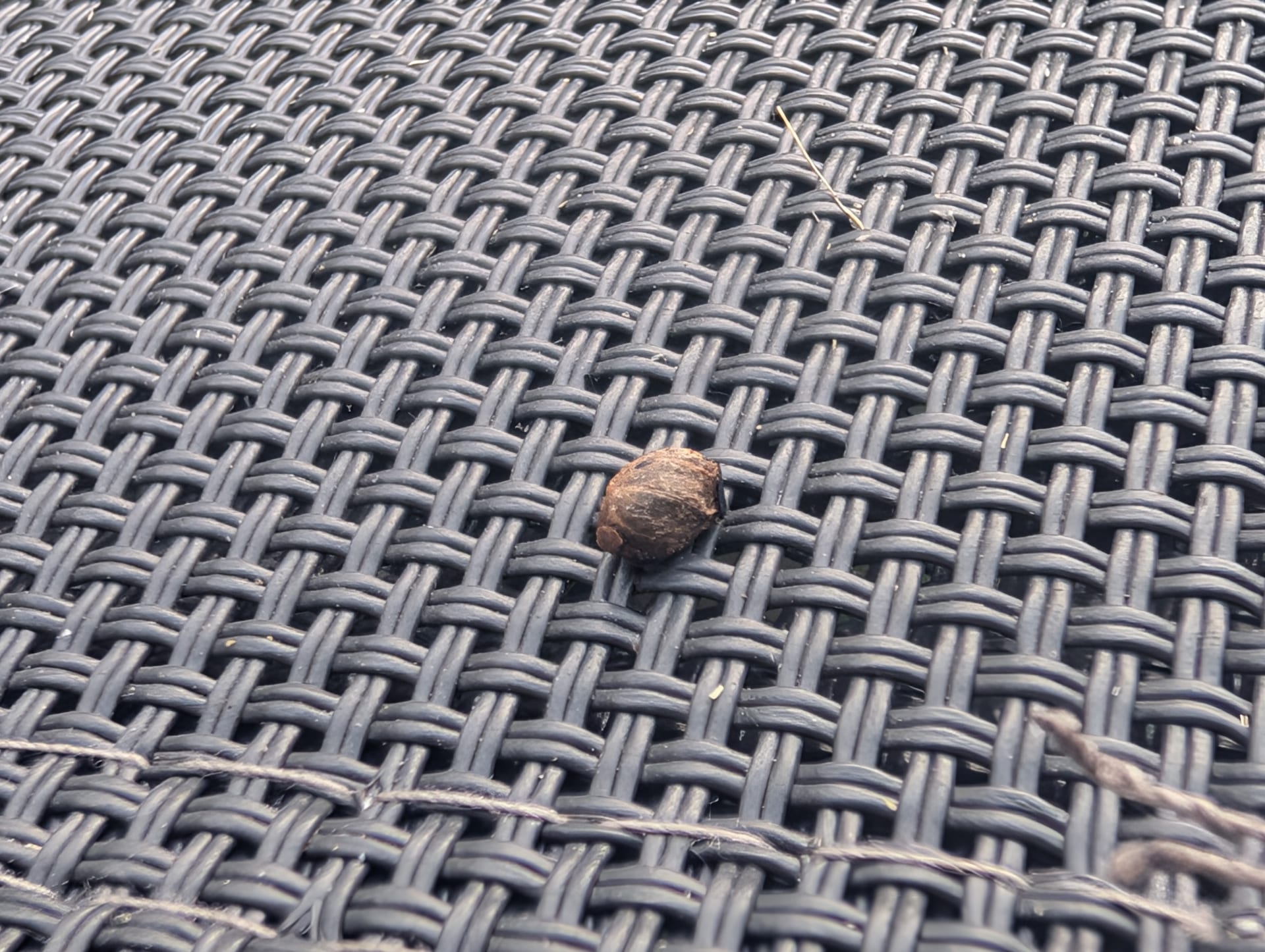 Weinbergschnecke oder junge Gehäuseschnecke (leeres/kleines Schneckenhaus)