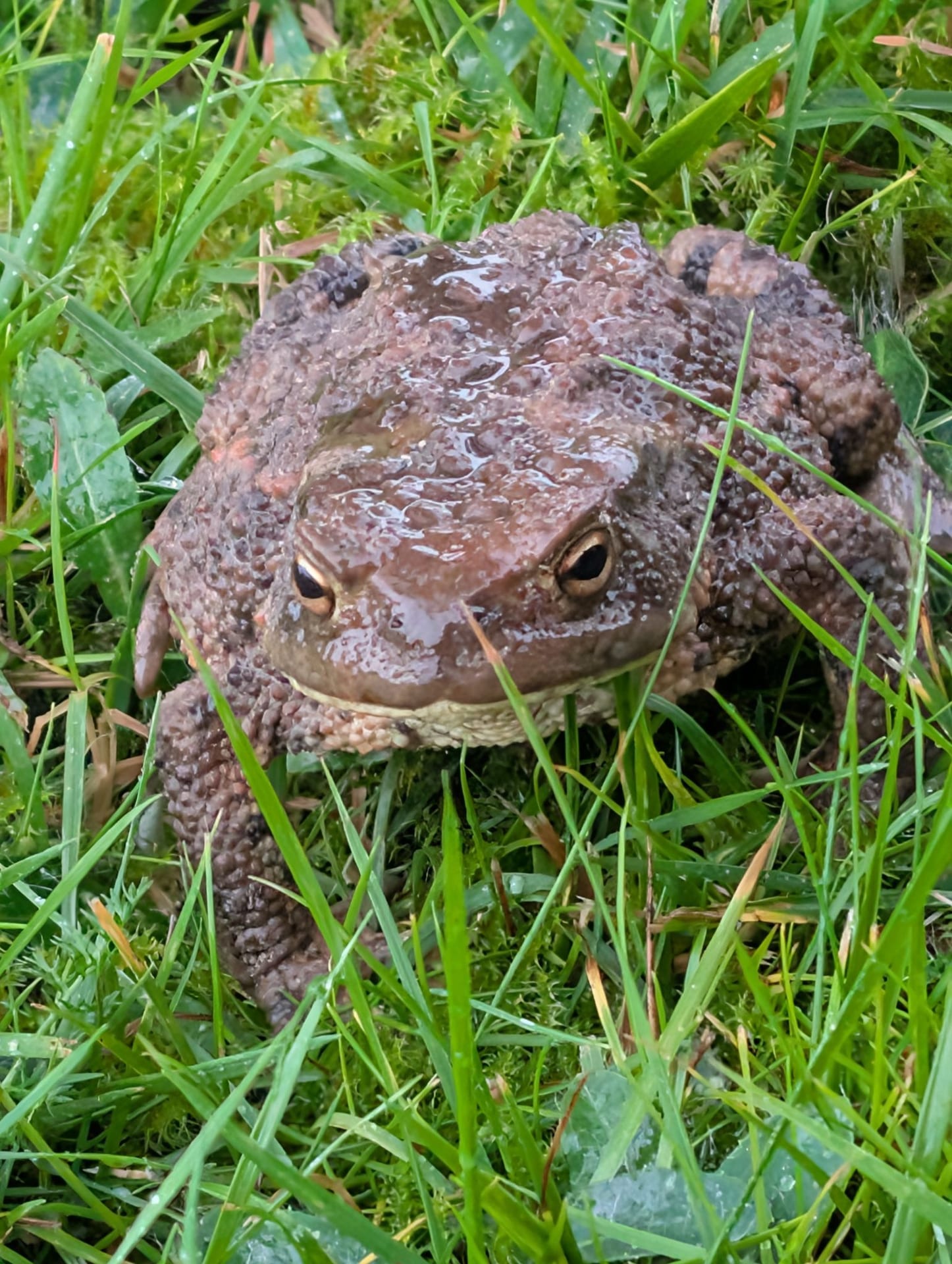 Erdkröte