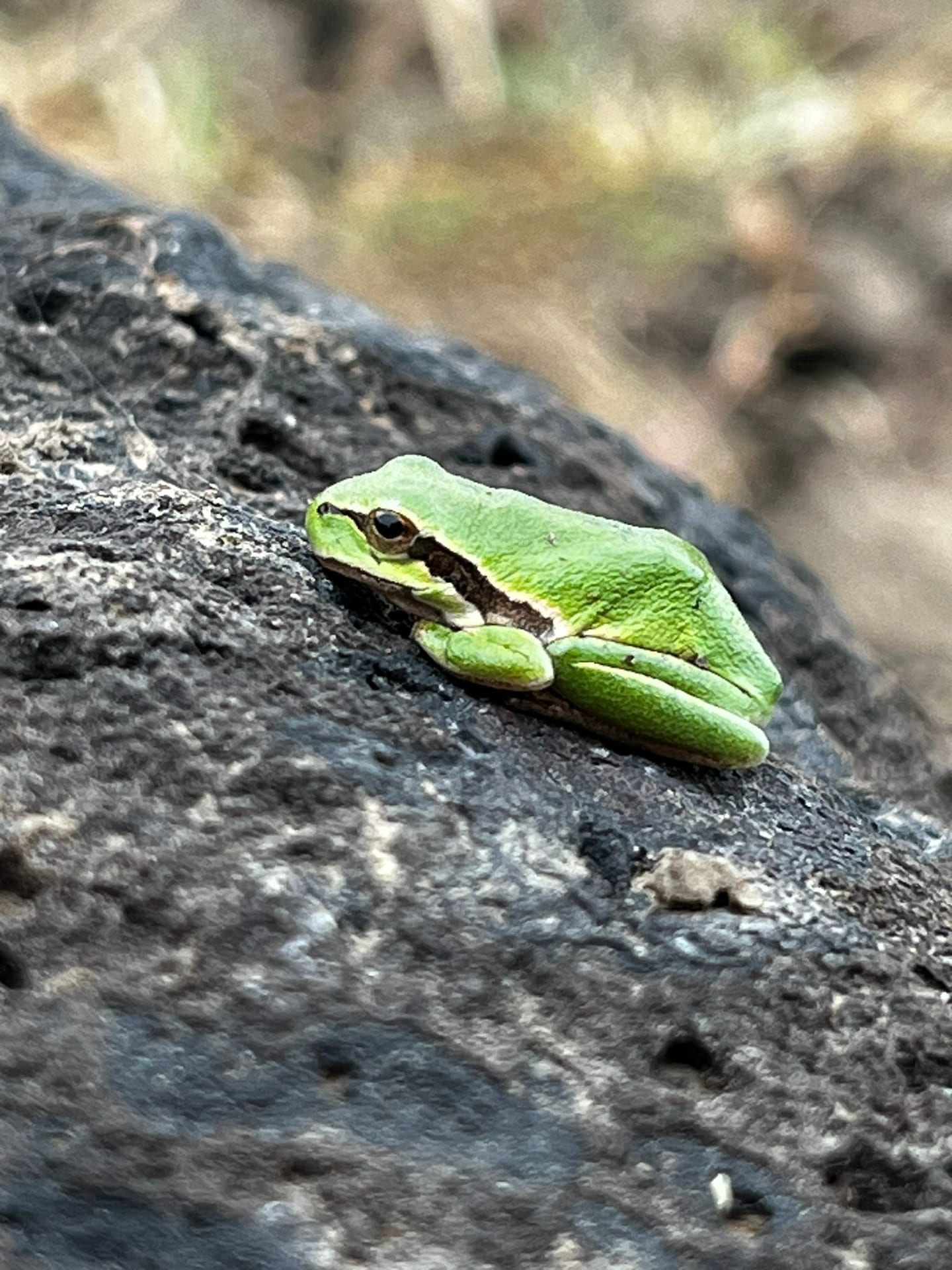 Grüner Laubfrosch mit braunem Seitenstreifen sitzt auf dunklem, porösem Felsen.