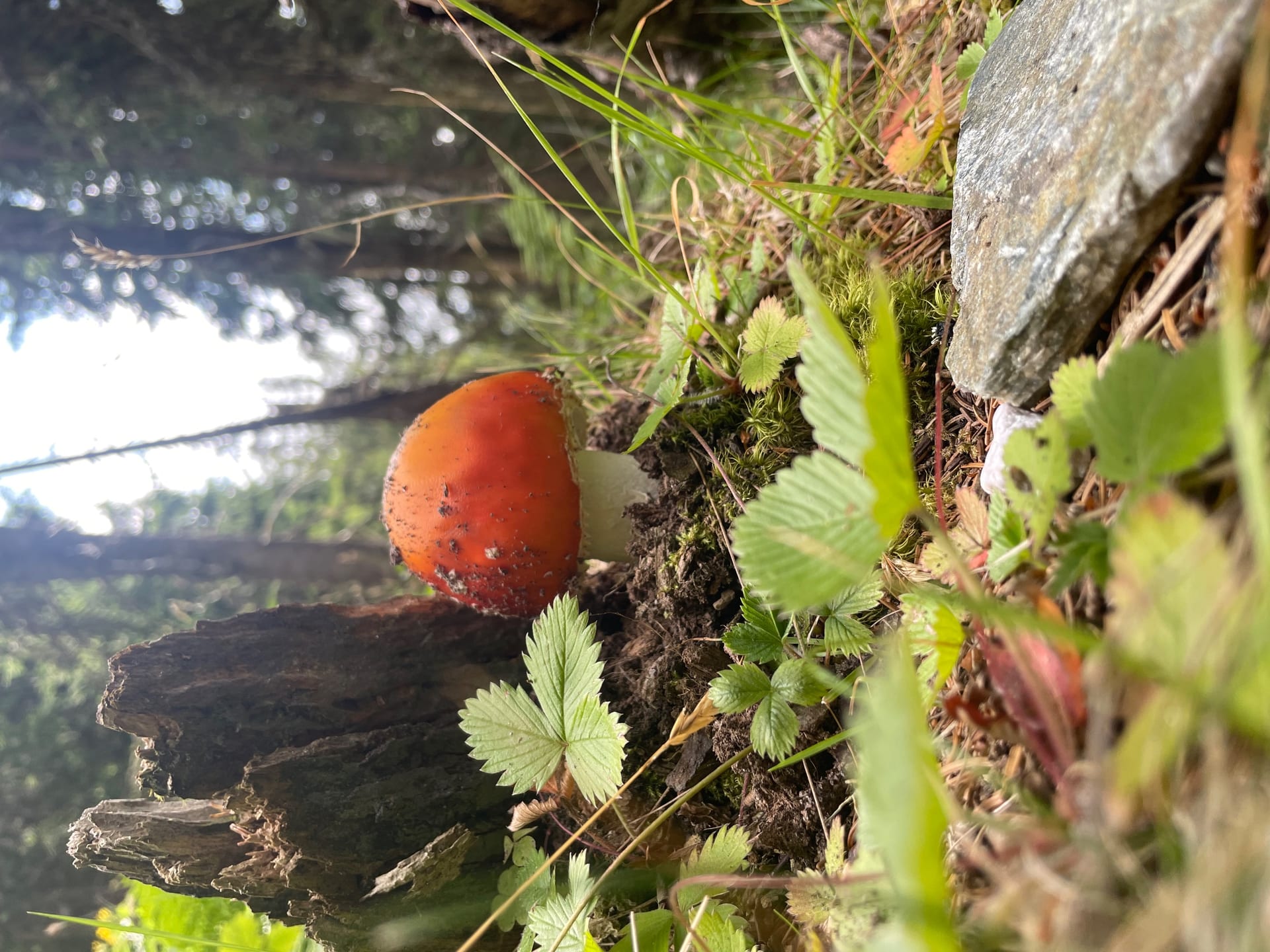 Fliegenpilz auf Lichter Bergnadelwald im Hintergrund