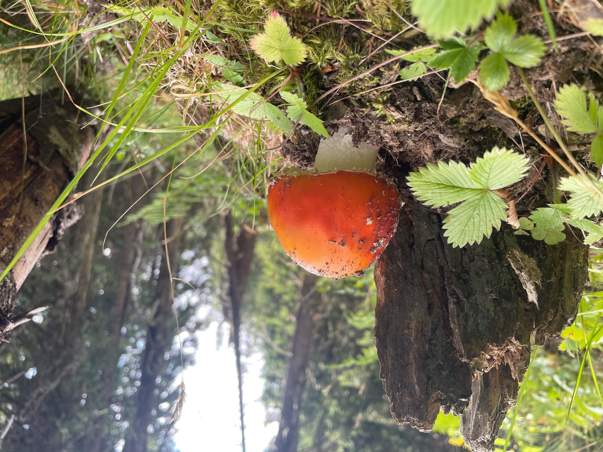 Junger Fliegenpilz mit orangerotem Hut und weißem Stiel an einem moosigen Baumstumpf im Bergwald.