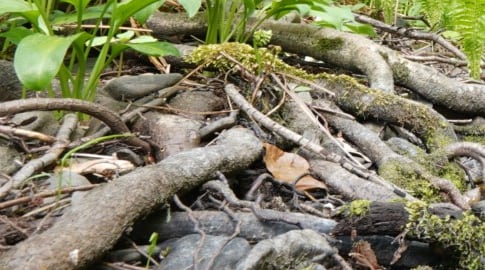 Rotbuche auf Bärlauch- und Farnsaum am feuchten Ufer