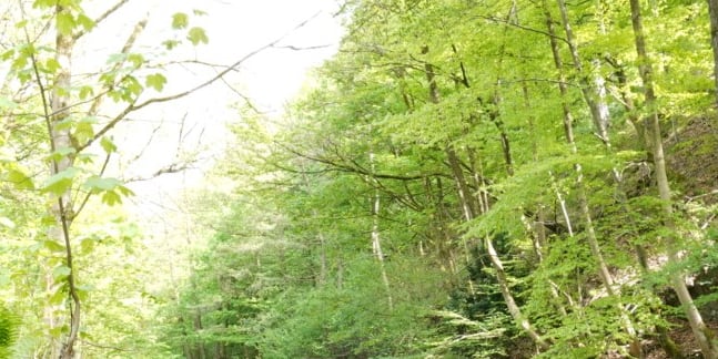 Rotbuche auf Lichtes Frühlings-Kronendach