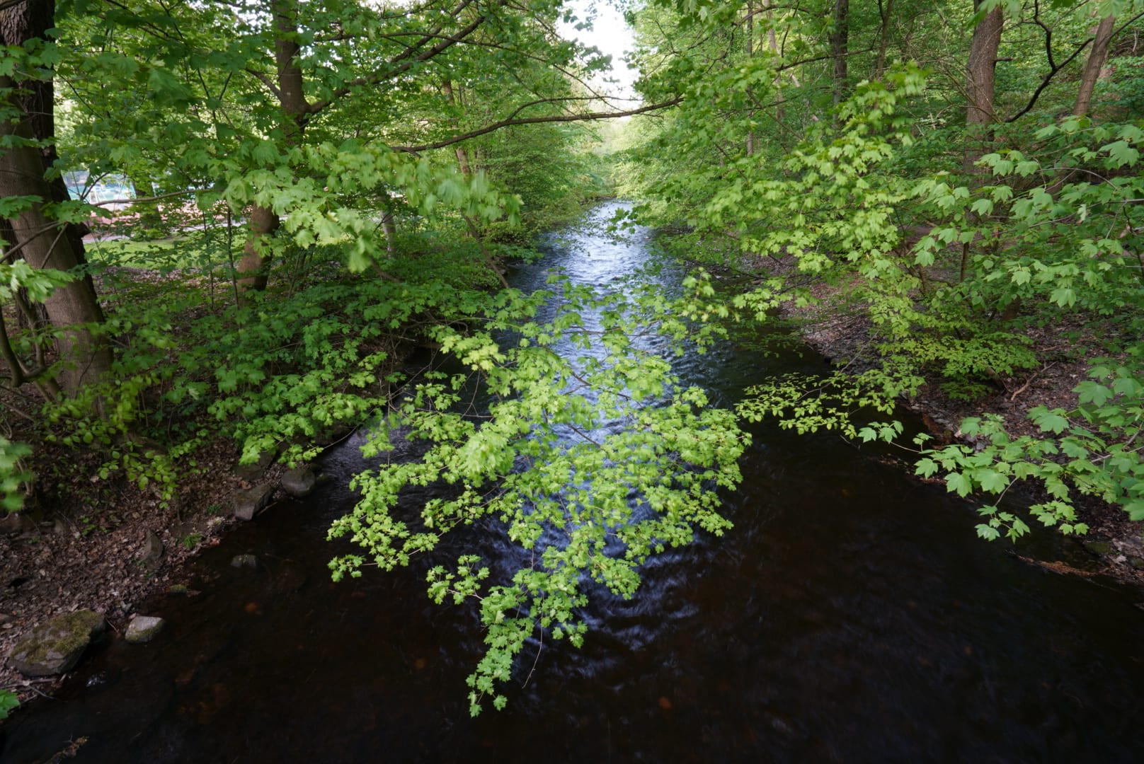 Straußenfarn