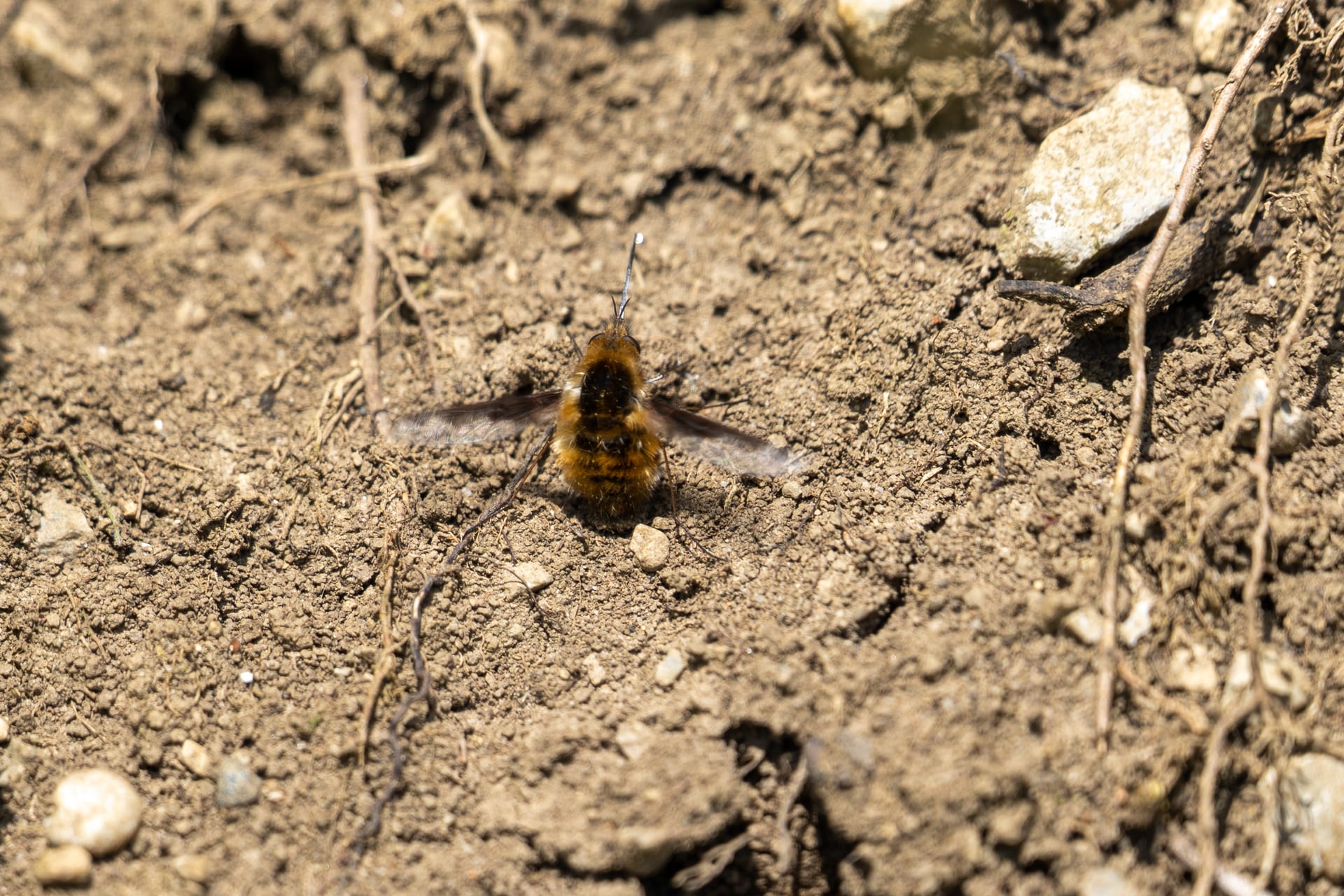 Gefleckter Wollschweber auf Offener, warmer Erdboden