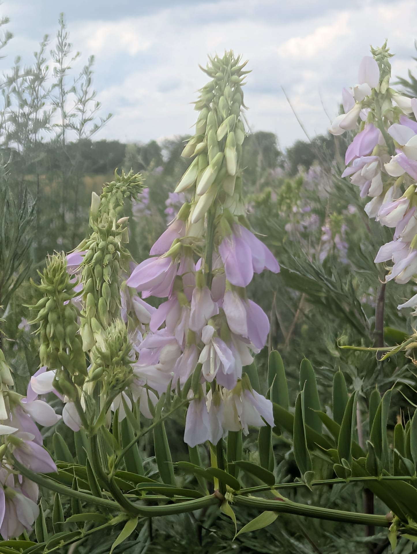 Geißraute auf Bedeckter Sommerhimmel über offener Feldflur