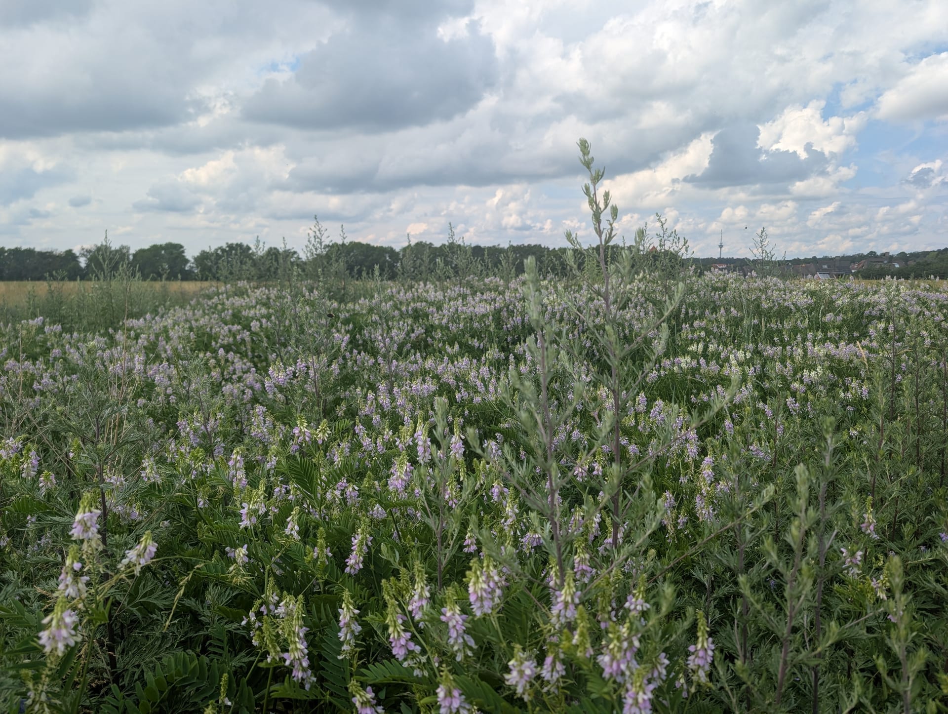 Feld mit blühender Geißraute, zart-lila Schmetterlingsblüten in Trauben unter bedecktem Sommerhimmel.