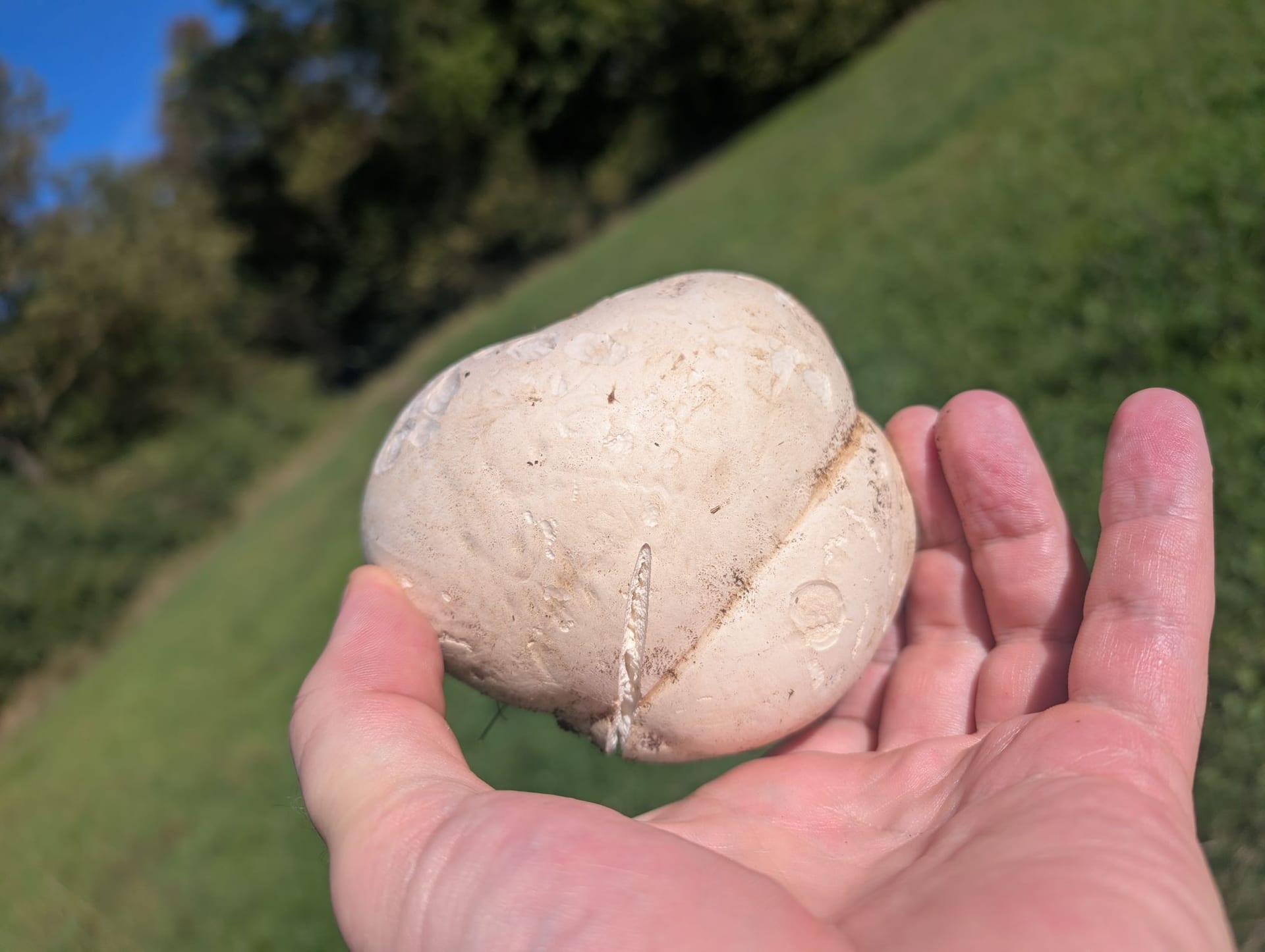 Bovist / Stäubling (Bauchpilz)