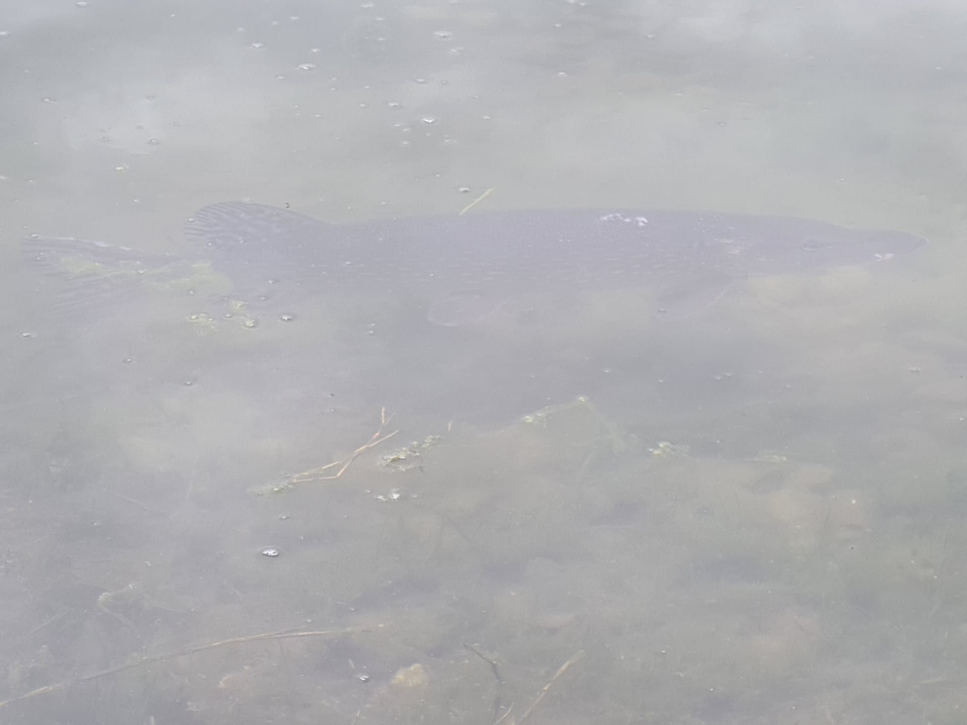 Hecht auf Unterwasser-Krautzone über Kiesgrund