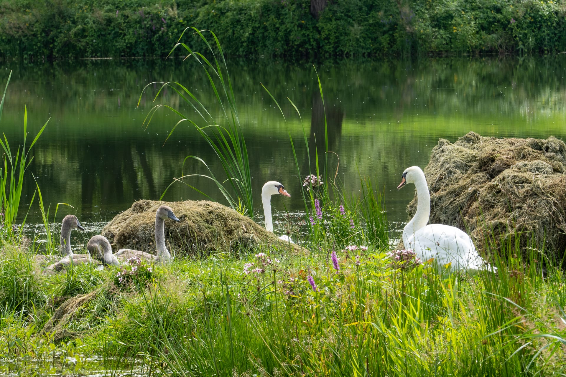 Höckerschwan auf Graue Jungschwäne im Ufergras