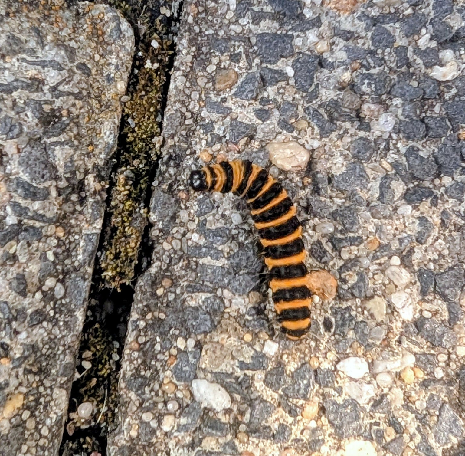 Jakobskrautbär (Raupe) auf Moosbewachsene, feuchte Pflasterfuge
