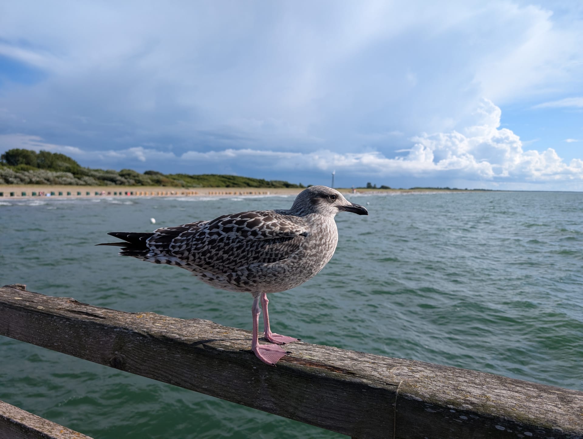 Junge Silbermöwe im braun gescheckten Jugendkleid auf einem Holzgeländer der Seebrücke Wustrow vor der Ostsee.