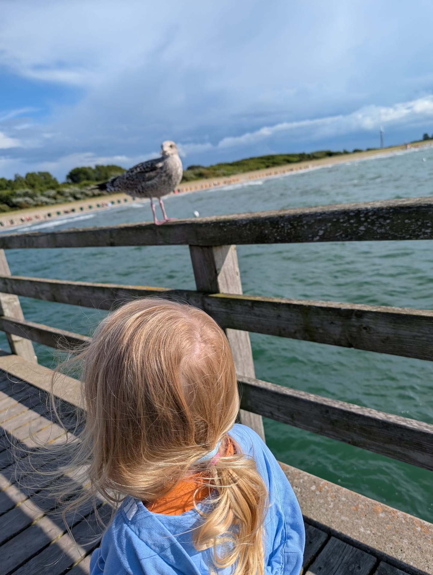Silbermöwe (Jugendkleid) auf Sandstrand mit Strandkorbreihe