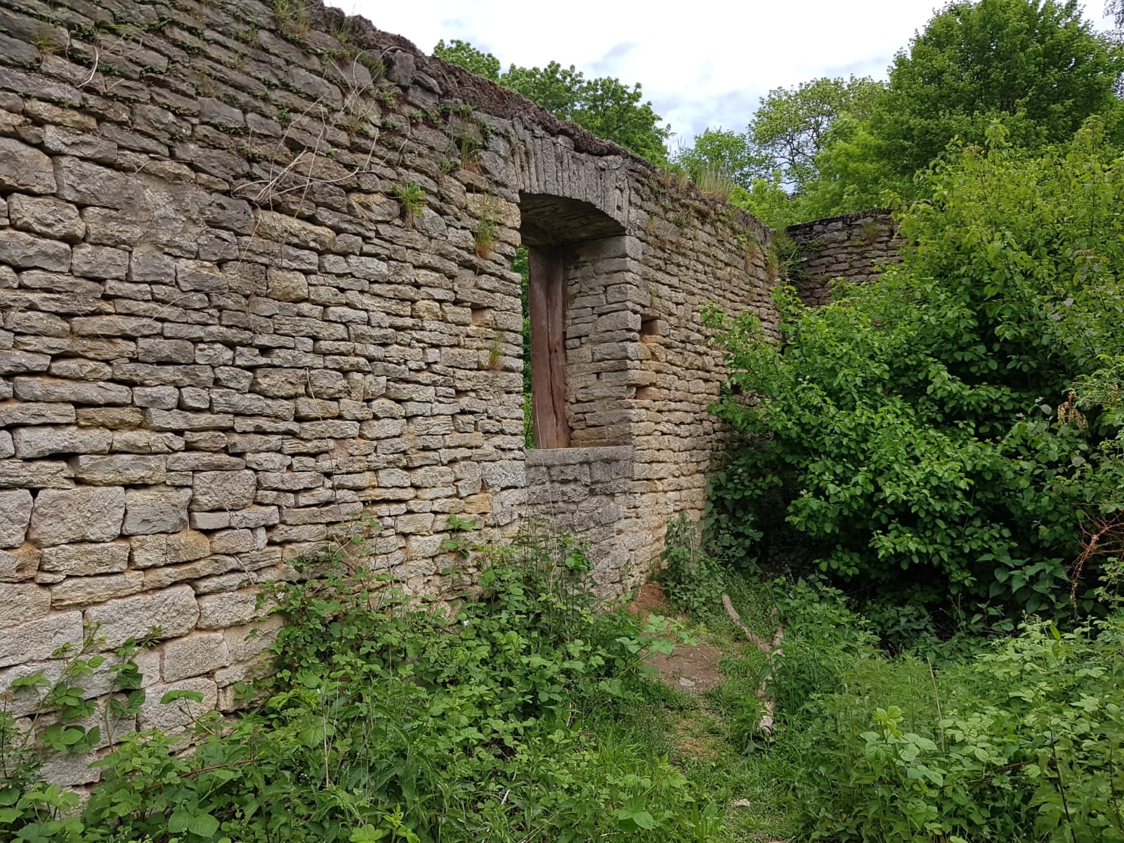 Brunnenkresse auf Bruchsteinmauer mit Fugen