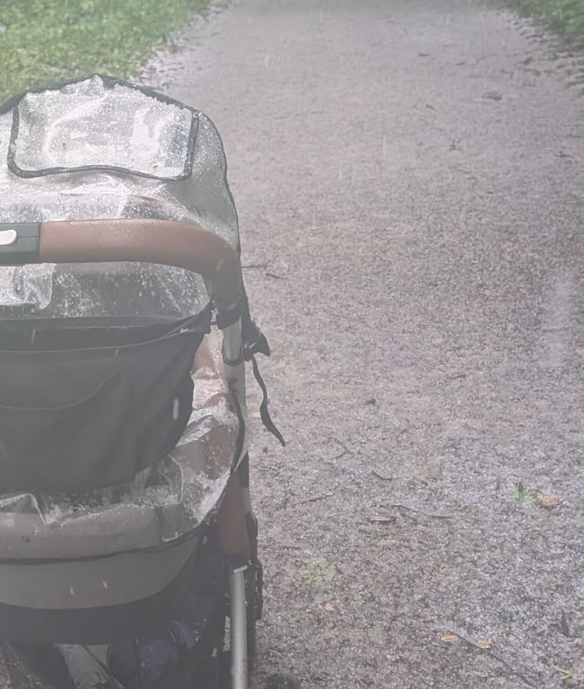 Gemeine Hasel auf Geschwungener Waldweg im Dunst
