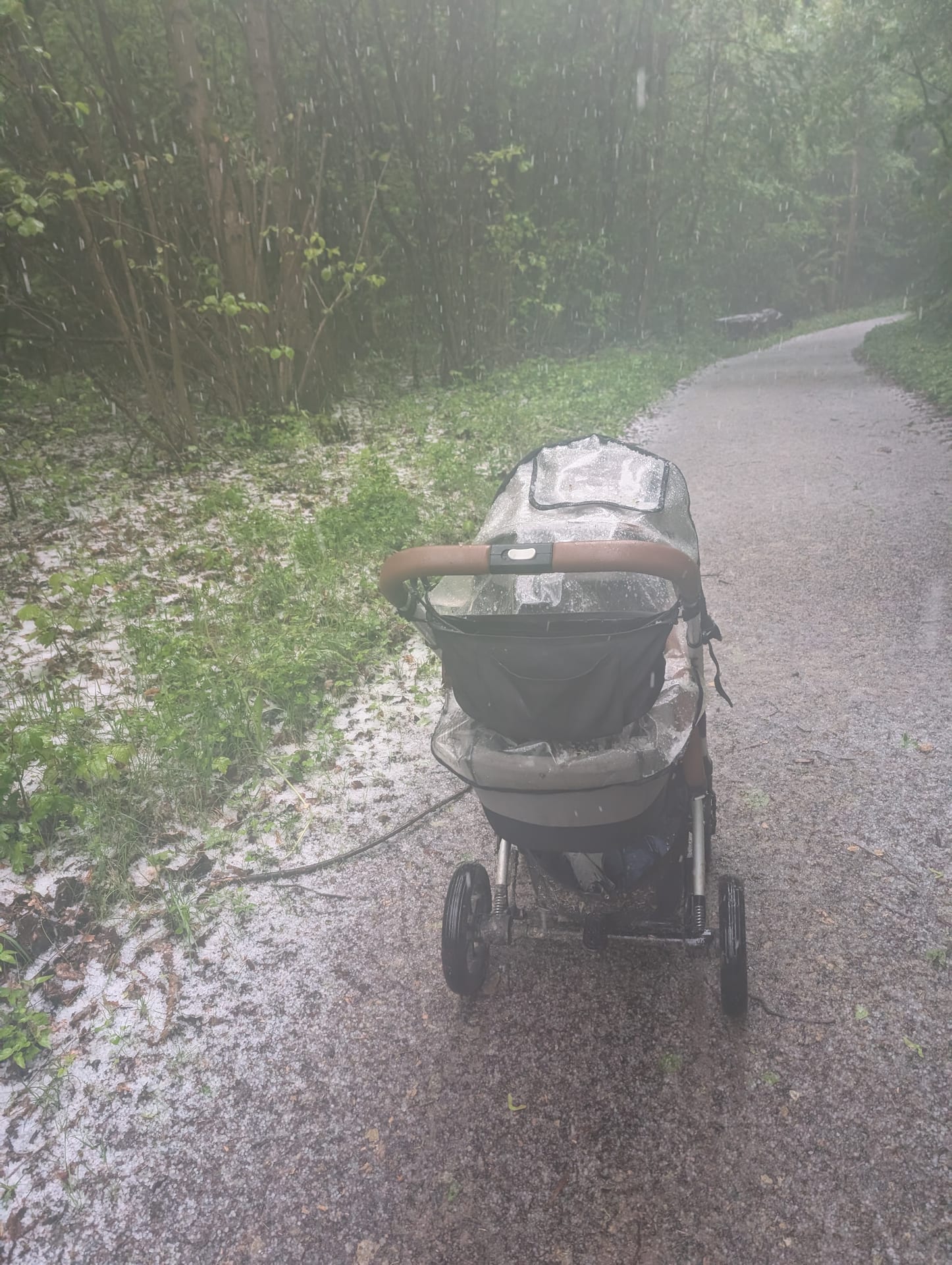 Gemeine Hasel auf Haselgebüsch am Waldrand
