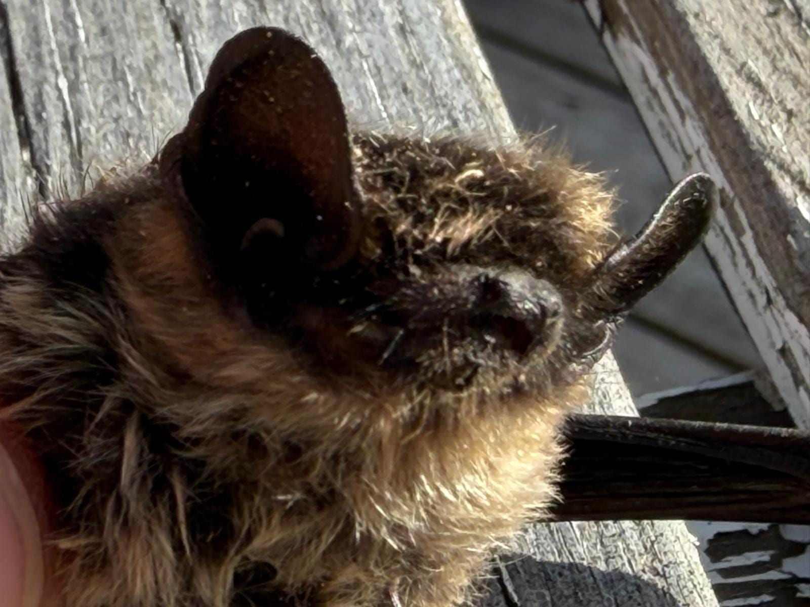 Kleine braune Fledermaus, offenbar tot, auf verwittertem grauem Holzsteg, in der Hand gehalten, Nahaufnahmen von Kopf und Flughaut.