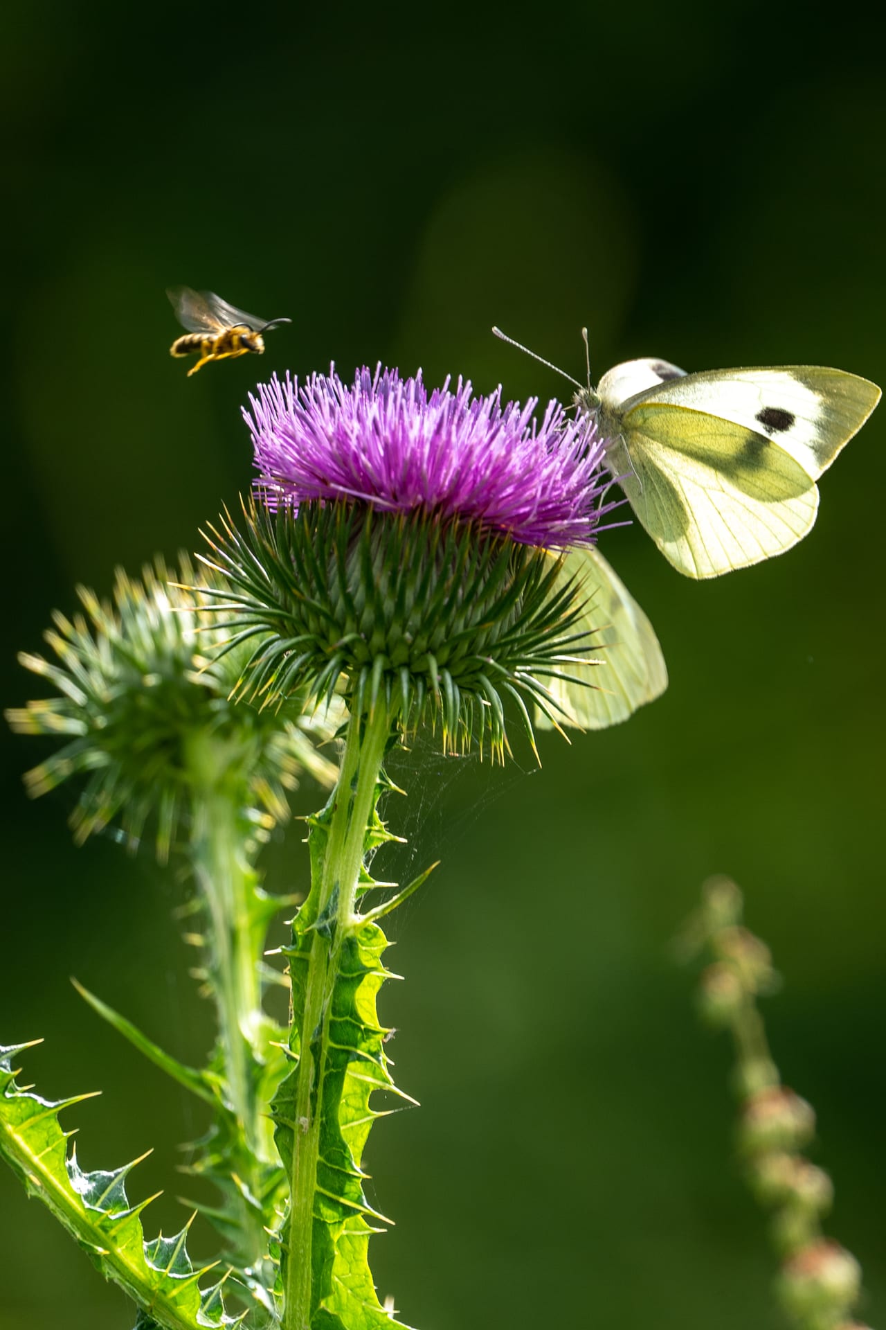 Großer Kohlweißling und Furchenbiene an violetter Distelblüte, Nahaufnahme im Sonnenlicht.
