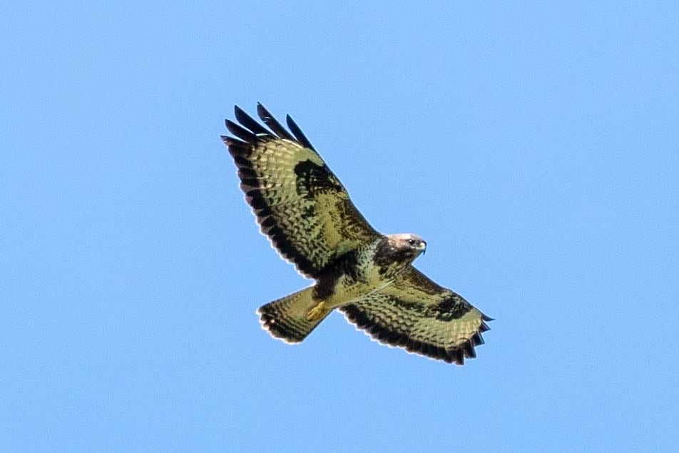 Mäusebussard mit ausgebreiteten Flügeln im Segelflug vor wolkenlosem blauem Himmel.