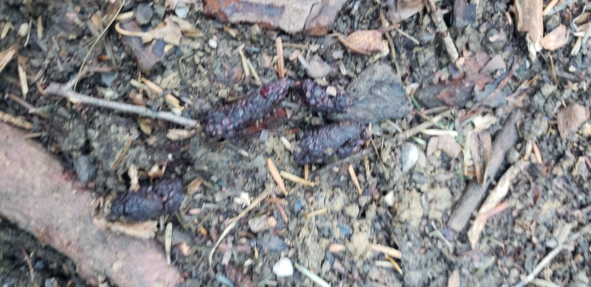 Baummarder auf Losung als Reviermarkierung auf offenem Boden