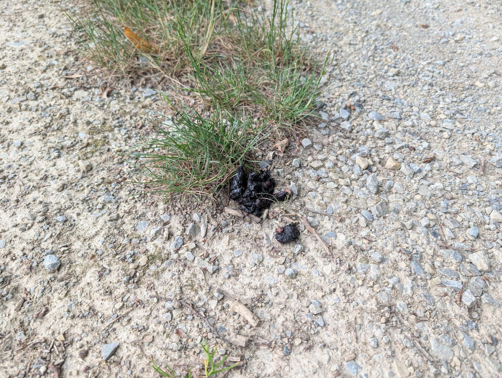 Schwarz glänzende, gedrehte Tierlosung mit Obstkernen auf Schotterweg neben einem Grasbüschel.