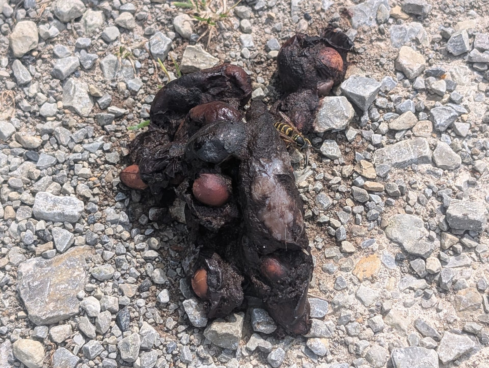 Rotfuchs (Kotproduzent, wahrscheinlich) auf Grasbewachsener Wegrand