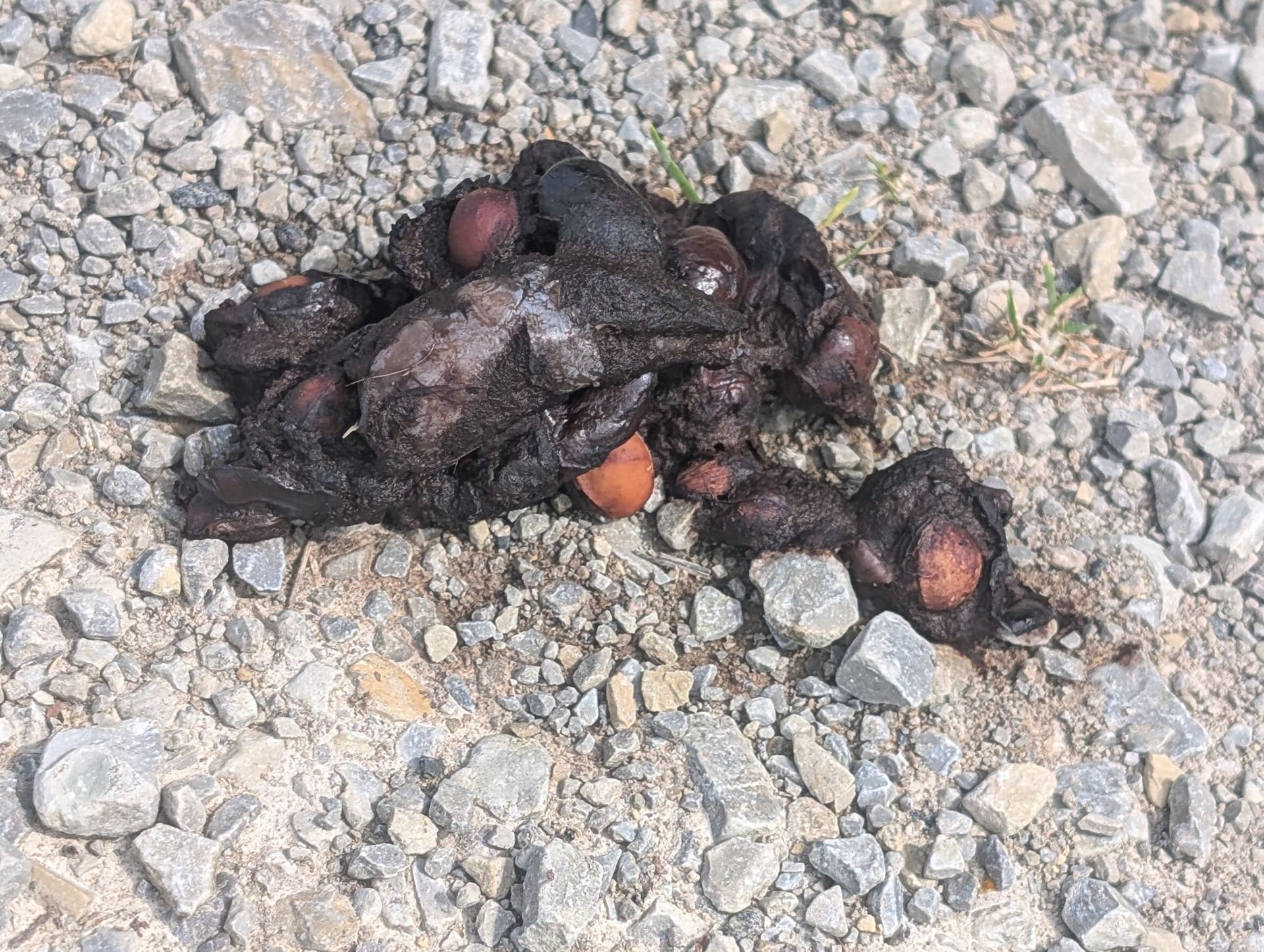 Rotfuchs (Kotproduzent, wahrscheinlich) auf Offene Schotterfläche